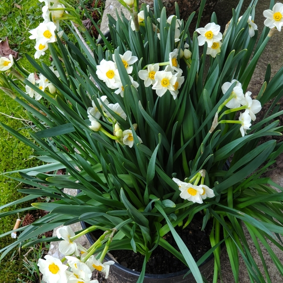 Meet your Posher, Deja - Picture 3 of 6